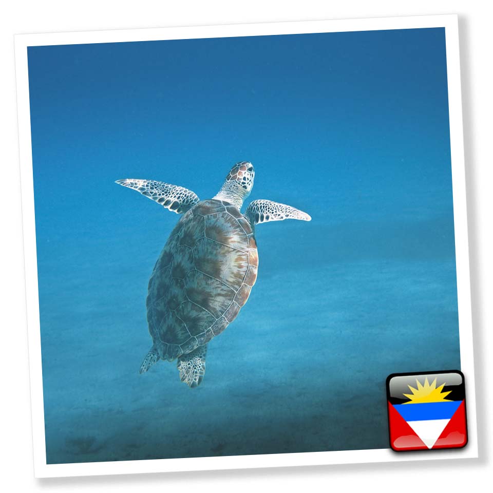 Antigua Turtle